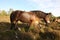 Close up of a wild Dartmoor Pony