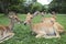 Close up of wild deer in open zoo use for animals wild life in z