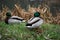 Close-up wild duck nibbles on grass and walks on green grass near a pond. Feathers in macro with water droplets