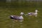 close-up wild ducks ( eastern spot-billed duck ) swimming in water