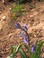 Close up of wild english bluebells against a blurred sunlit earth background