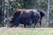 Close up of a wild European Buffalo Bison in Jura