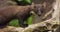 Close-up of wild european pine marten eating in primeval forest