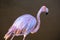 A close up of a wild flamingo in a pond on Galapagos