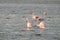 Close-up of wild flamingos in the lake