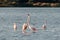 Close-up of wild flamingos in the lake