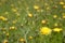 Close up wild flowers in the green meadow