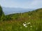 A close up on the wild flowers growing on the slopes of Gerlitzen in Austria. The valley below is shrouded with fog