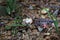 Close up of wild forest mushroom in the woods