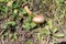 Close up of wild forest mushroom in the woods