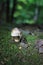 Close up of wild forest mushroom in the woods with bokeh background