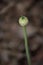 Close up of a wild garlic with the spathe still closed