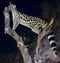 Close up of wild genet looking for food and climbing tree trunk at night