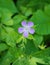 Close-up of a Wild Geraniums - Geranium maculatum