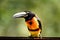 Close up of wild green-billed toucan Ramphastos dicolorus, red-breasted toucan