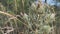 Close up of wild green milk thistle plant with butterflies fluttering around in the middle of the field