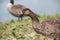 Close-up of a wild greylag goose standing in a meadow. She keeps her head stretched forward. Another goose in the background