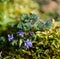 Close up of a wild growing violet growing between moss.