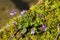 Close up of a wild growing violet growing between moss on a wall, Viola reichenbachiana