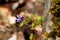Close up of a wild growing violet growing out of a wall, Viola reichenbachiana