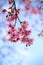 Close up Wild Himalayan Cherry flower fresh