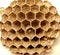 Close up wild honeycomb