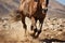 a close-up of wild horse hooves in mid-gallop