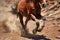 a close-up of wild horse hooves in mid-gallop