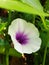 close up of wild kale flower