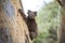 Close-up of Wild Koala in the eucalyptus forests of Kangaroo Island, South Australia