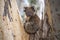 Close-up of Wild Koala in the eucalyptus forests of Kangaroo Island, South Australia