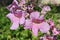 Close-up of wild lila petunia flowers