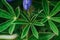 Close Up of Wild Lupine Leaves