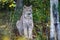 Close up wild lynx portrait in the forest looking away from the camera