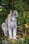 Close up wild lynx portrait in the forest looking away from the camera