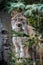 Close up wild lynx portrait in the forest looking at the camera