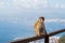 Close up of a wild macaque or Gibraltar monkey