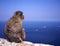Close up of a wild Macaque or Gibraltar monkey
