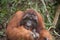 Close up of wild male alpha orangutanin the rainforest of Borneo