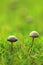 Close-up Wild mushroom on grassland when spring and summer come,in nature outdoor forest hope and life concept