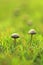 Close-up Wild mushroom on grassland when spring and summer come,in nature outdoor forest hope and life concept