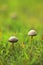 Close-up Wild mushroom on grassland when spring and summer come,in nature outdoor forest hope and life concept