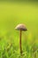 Close-up Wild mushroom on grassland when spring and summer come,in nature outdoor forest hope and life concept