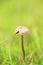 Close-up Wild mushroom on grassland when spring and summer come,in nature outdoor forest hope and life concept