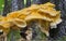 Close-up of wild mushrooms growing on a tree