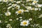 A close up of wild ox-eye daisies (Leucanthemum vulgare) in the field, selective focus. Summer meadow 