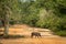 Close up,wild pig, crossing road in Wilpattu national park, Sri Lanka, wildlife photo trip in Asia, exotic adventure, safari