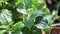Close up of wild piper roxb sarmentosum leaf bush, Wild betel leaf or chaplo