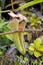 Close up of wild pitcher plants or monkey cup in the jungles of Malaysia