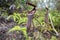 Close up of wild pitcher plants or monkey cup in the jungles of Malaysia